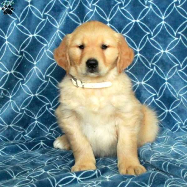 Smokey, Golden Retriever Puppy