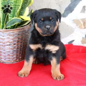 Smokey, Rottweiler Puppy