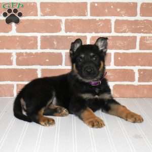 Smokey, German Shepherd Puppy