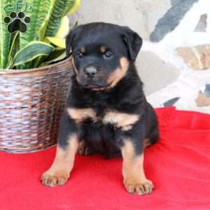Smokey, Rottweiler Puppy