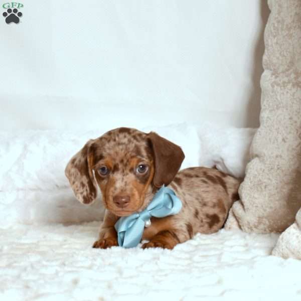 Snickers, Dachshund Puppy