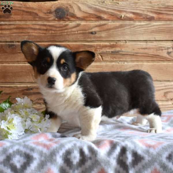 Snickers, Pembroke Welsh Corgi Puppy