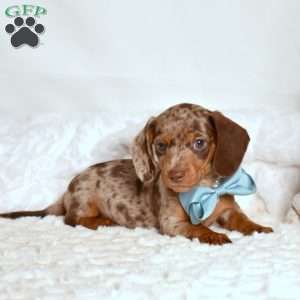 Snickers, Dachshund Puppy