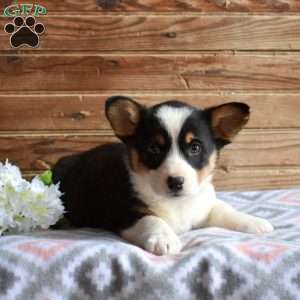 Snickers, Pembroke Welsh Corgi Puppy