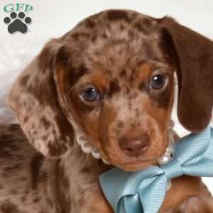 Snickers, Dachshund Puppy