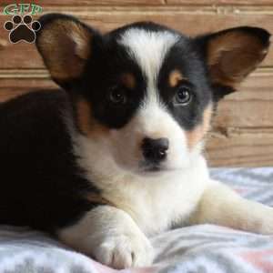 Snickers, Pembroke Welsh Corgi Puppy