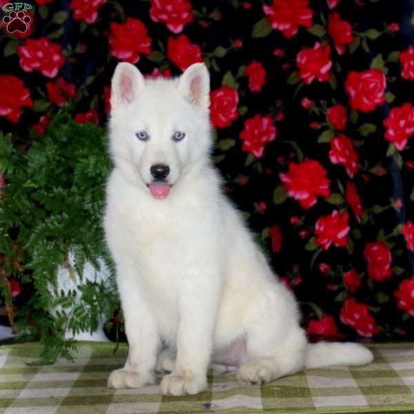 Snowball, Siberian Husky Puppy