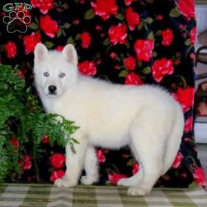 Snowball, Siberian Husky Puppy