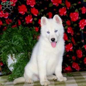 Snowball, Siberian Husky Puppy