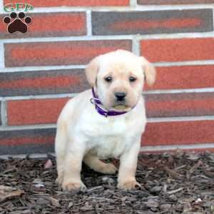 Snowflake, Yellow Labrador Retriever Puppy
