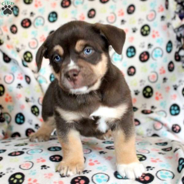 Socks, Siberian Husky Mix Puppy