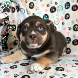 Socks, Siberian Husky Mix Puppy