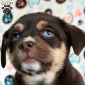 Socks, Siberian Husky Mix Puppy
