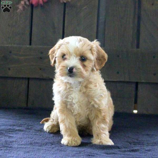 Sophie, Cavapoo Puppy