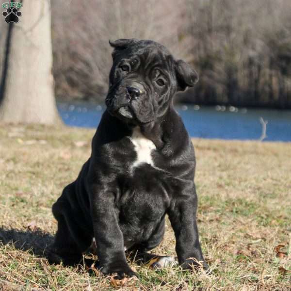 Sophie, Cane Corso Puppy
