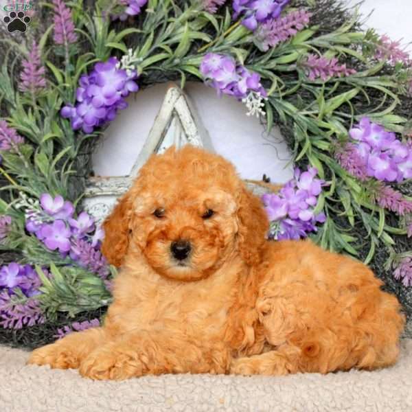 Sophie, Mini Goldendoodle Puppy