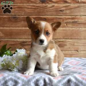 Sophie, Pembroke Welsh Corgi Puppy