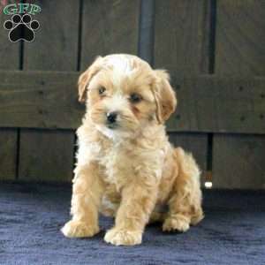 Sophie, Cavapoo Puppy