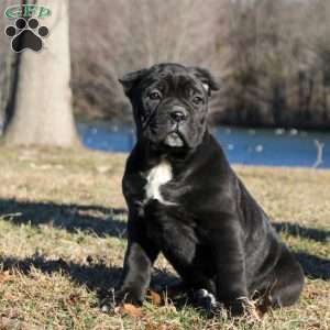 Sophie, Cane Corso Puppy