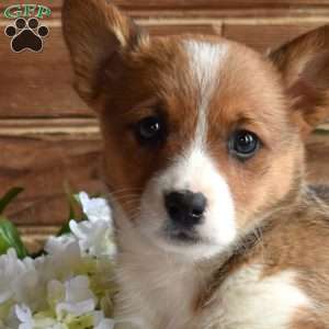 Sophie, Pembroke Welsh Corgi Puppy