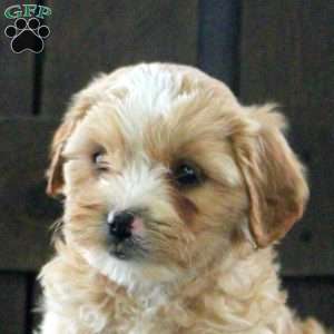 Sophie, Cavapoo Puppy