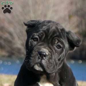 Sophie, Cane Corso Puppy