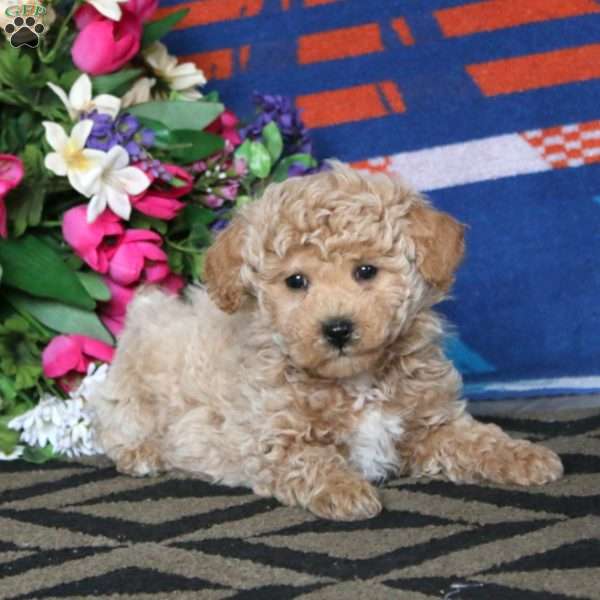 Sophie, Bich-Poo Puppy