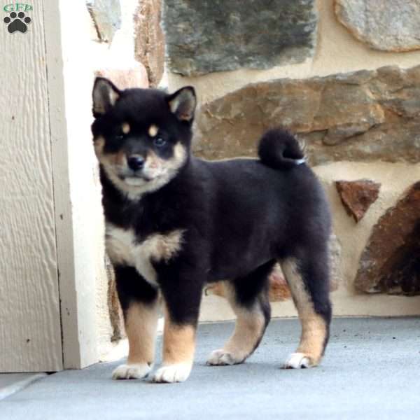 Sparkle, Shiba Inu Puppy
