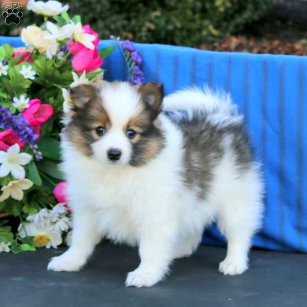 Sparkle, Pomeranian Puppy