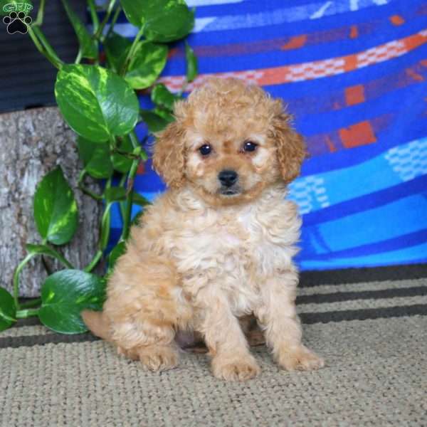 Sparkle, Cavapoo Puppy