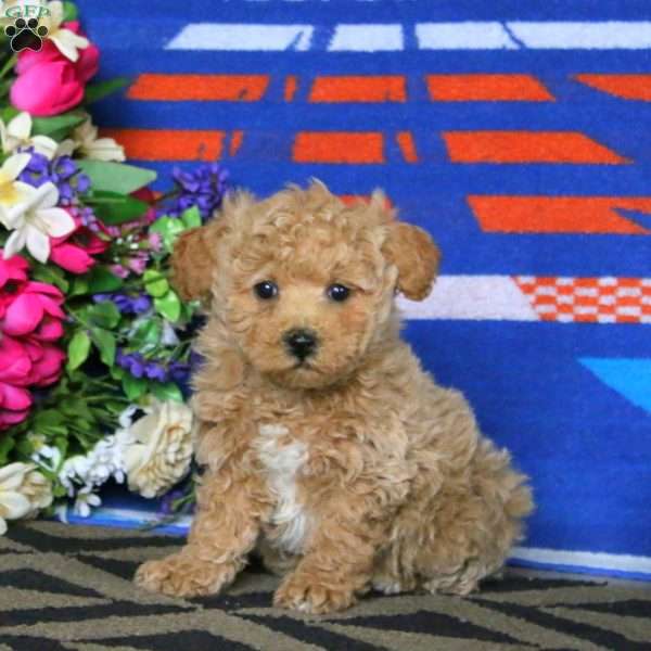 Sparkle, Bich-Poo Puppy