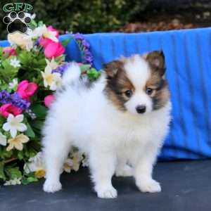 Sparkle, Pomeranian Puppy