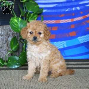 Sparkle, Cavapoo Puppy