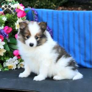 Sparkle, Pomeranian Puppy