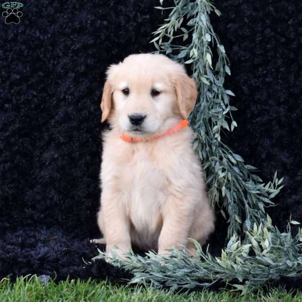 Sparky, Golden Retriever Puppy