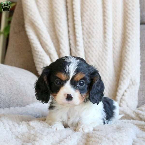 Sparky, Cavapoo Puppy