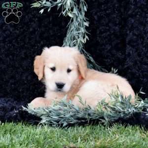 Sparky, Golden Retriever Puppy