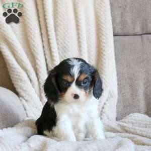 Sparky, Cavapoo Puppy