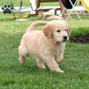 Sparky, Golden Retriever Puppy