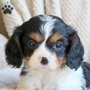 Sparky, Cavapoo Puppy