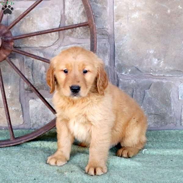 Spencer, Golden Retriever Puppy