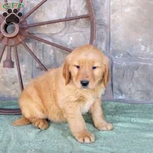 Spencer, Golden Retriever Puppy