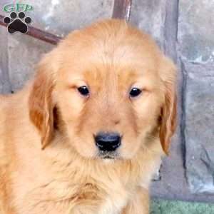 Spencer, Golden Retriever Puppy
