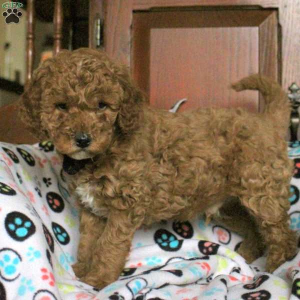 Splash, Miniature Poodle Puppy