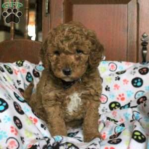 Splash, Miniature Poodle Puppy