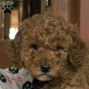 Splash, Miniature Poodle Puppy