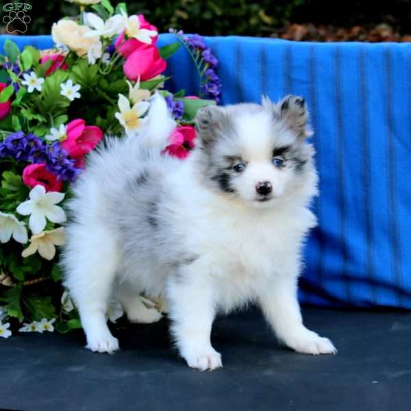 Splash, Pomeranian Puppy