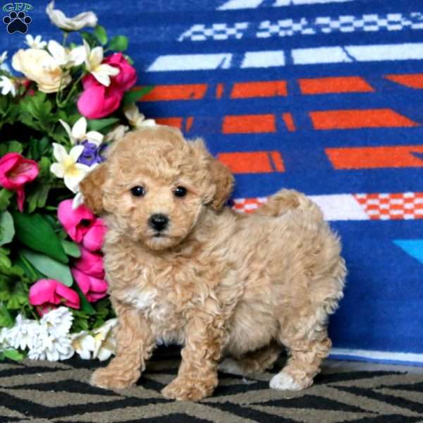 Splash, Bich-Poo Puppy