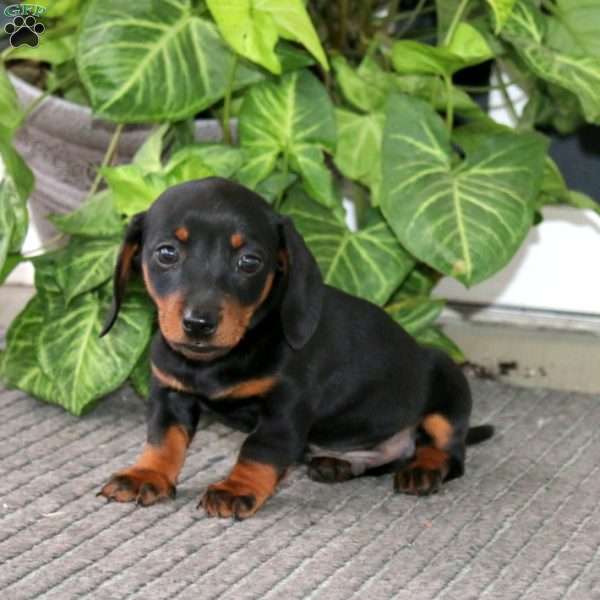 Splash, Dachshund Puppy