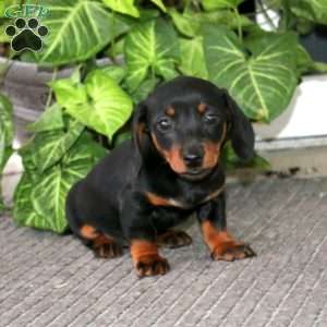 Splash, Dachshund Puppy